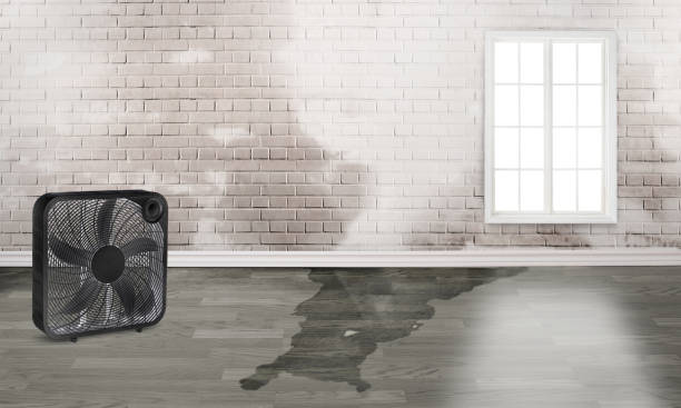 Best Basement water damage restoration  in Cornish, ME